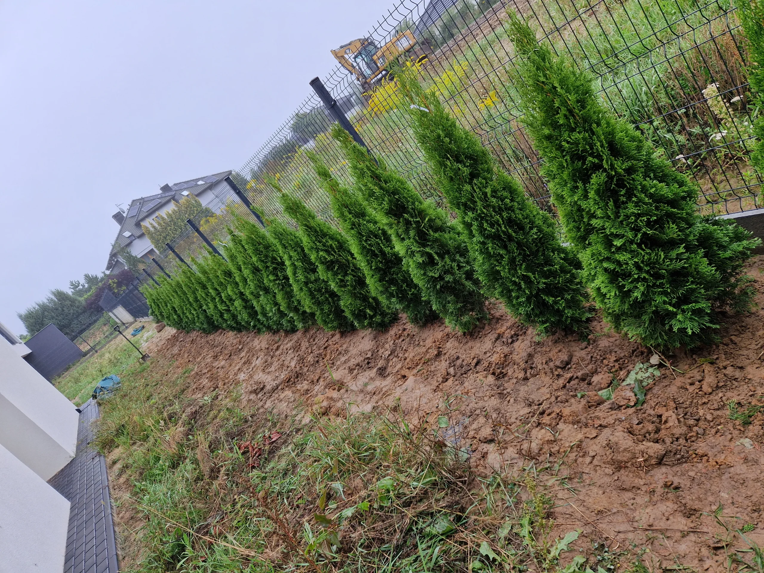 krzewy iglaste ozdobne