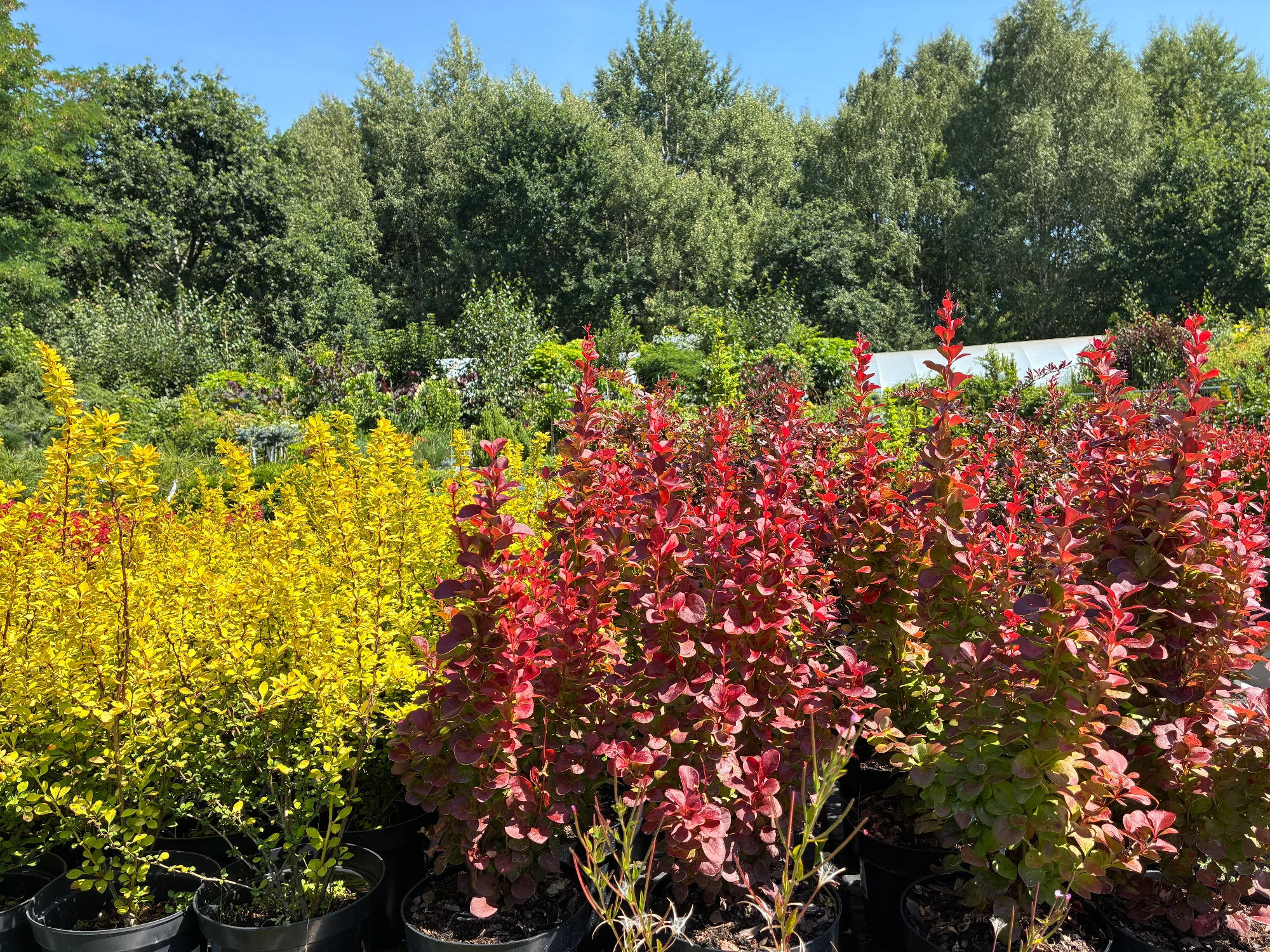Żółte i czerwone krzewy w plastikowych donicach gotowe do Nasadzenia