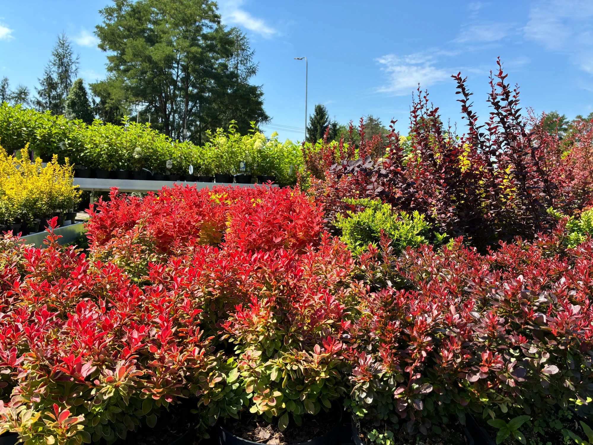 Krzewy ozdobne w donicach o czerwonym i zielonym ulistnieniu – gotowe nasadzenia