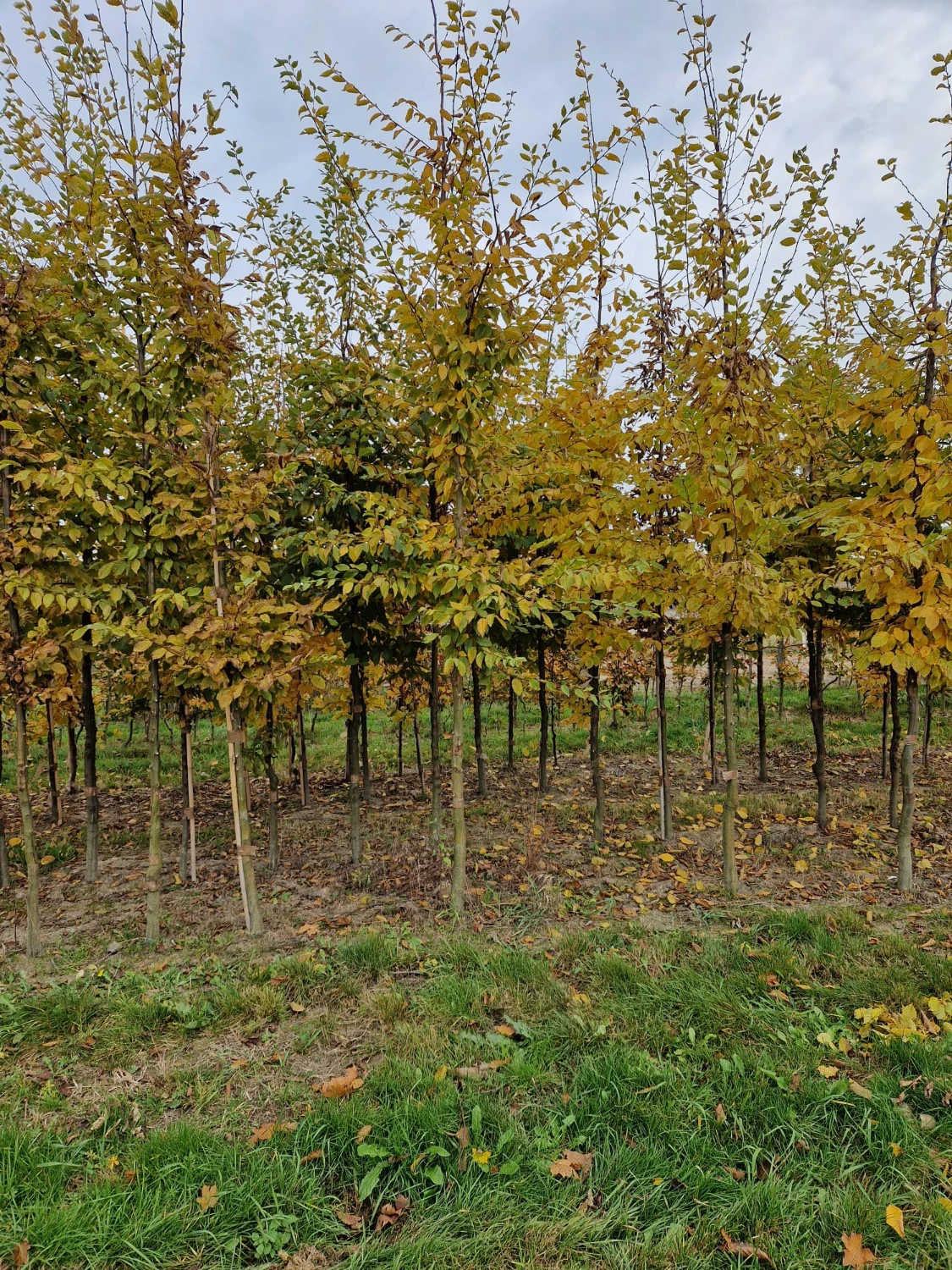 Szpalery młodych drzew liściastych o żółto-zielonych liściach na terenie nasadzeń
