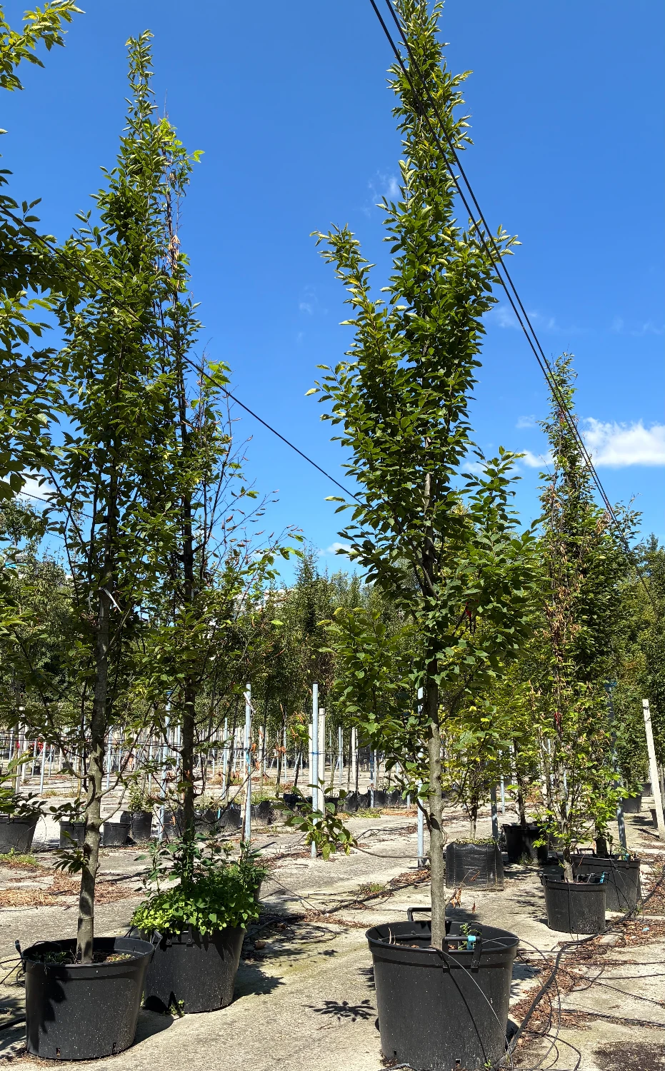 Młode drzewa w czarnych donicach ustawione w rzędach z systemem nawadniania, gotowe do nasadzenia