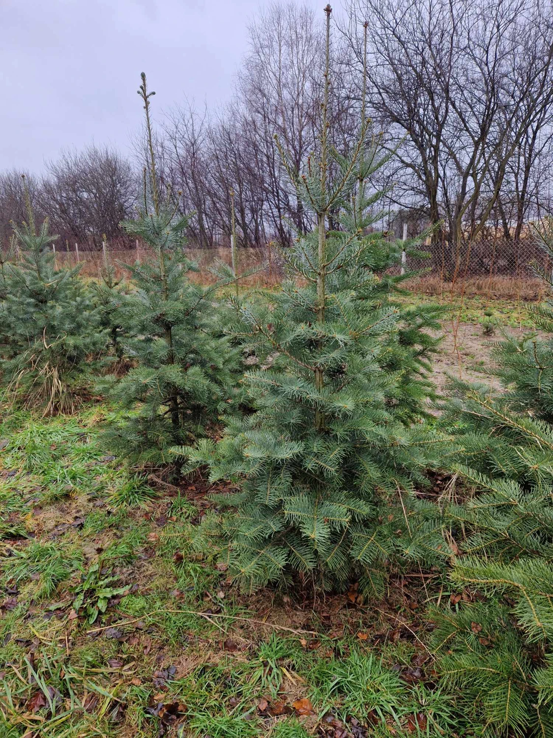 Nasadzenia młodych świerków na przygotowanym terenie – równomierne sadzenie drzew iglastych