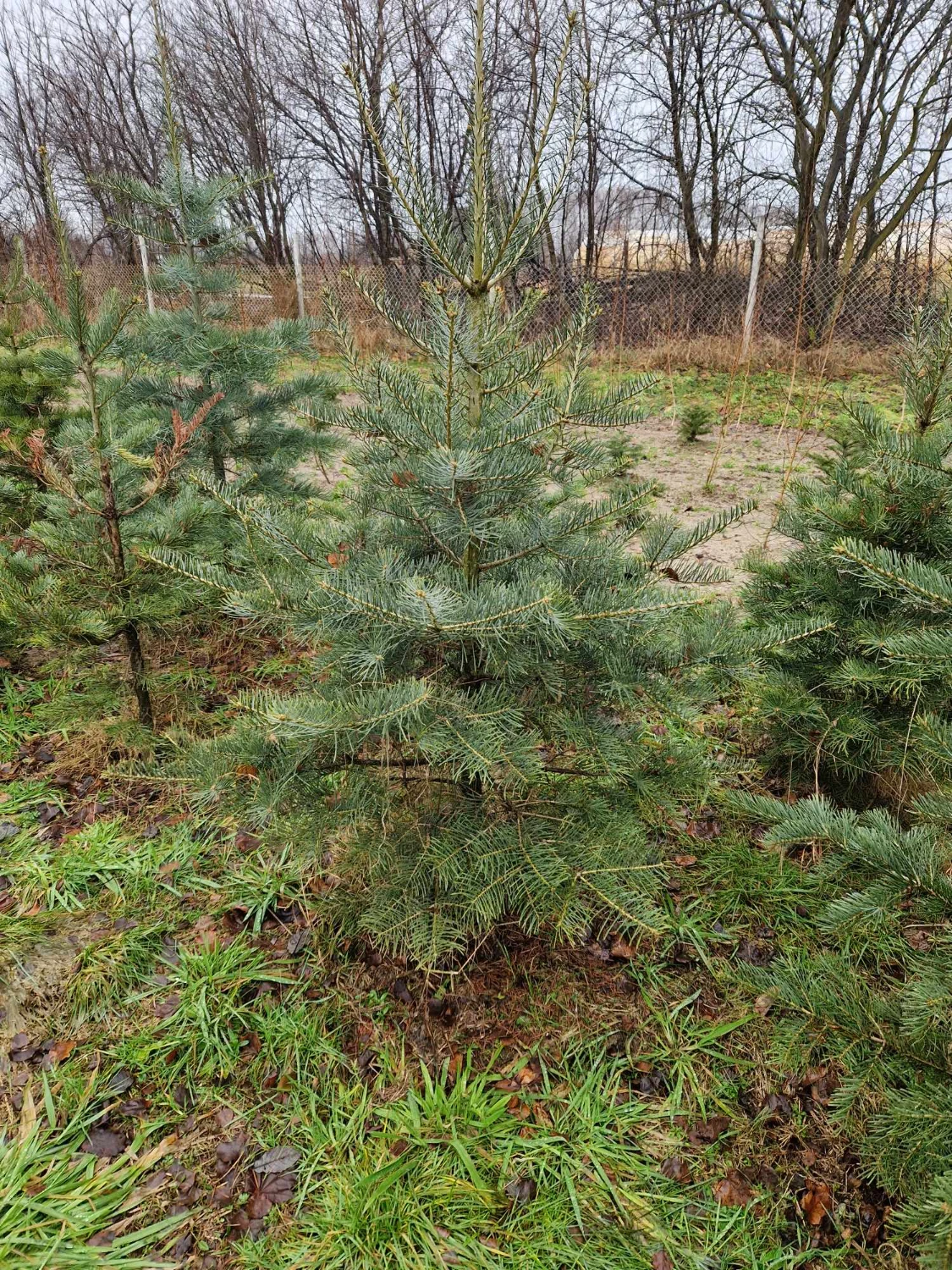 Nasadzenia młodych świerków na działce z przygotowaną ziemią