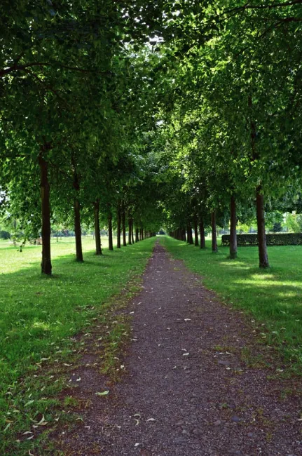 nasadzenia zastępcze przepisy