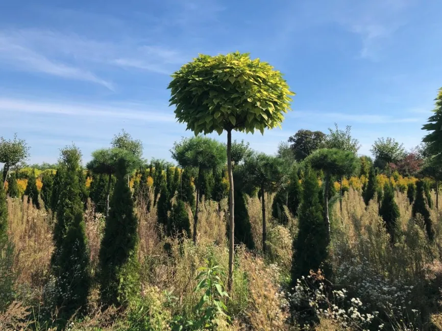 nasadzenia zastępcze przepisy