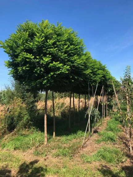 nasadzenia zastępcze przepisy