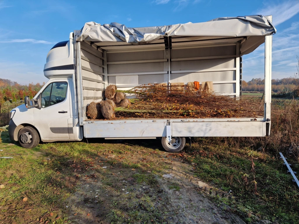 Nasadzanie zastępcze